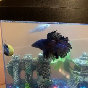 Meet your Posher, Intisar